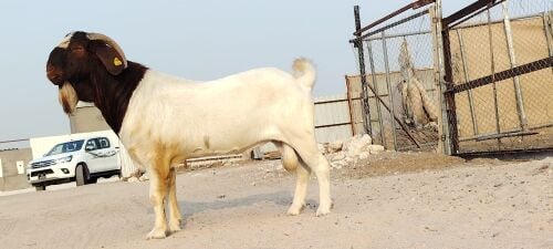 فحل برقوت بيرو اصلي طيب