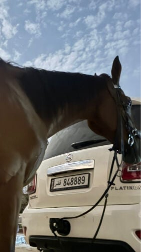 French horse