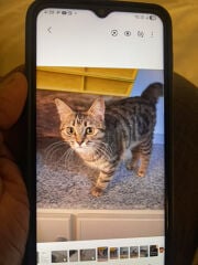 cat for sell 