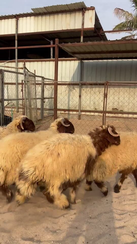 جذعان سوريه مغلقه بلديه .