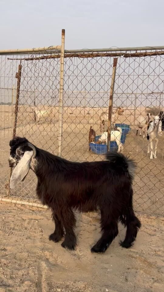 تيس عارضي جذع مشروع فحل فاخر 