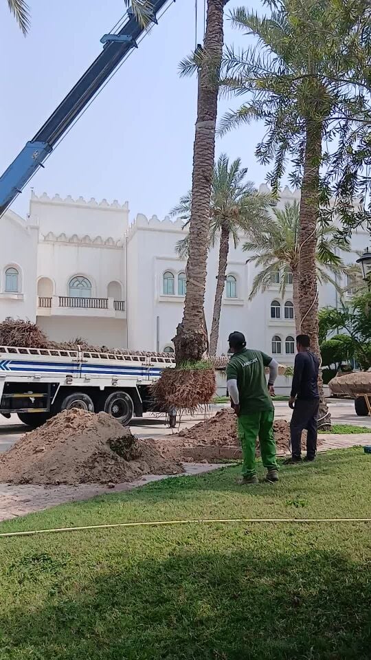 أقتلاع وزراعة أشجار ونخيل