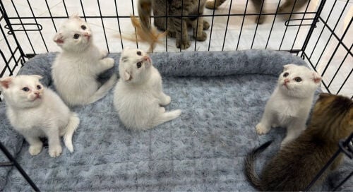 Scottish Kittens for Sale