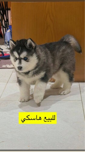 للبيع جراء هاسكي سيبيري أصيلة
