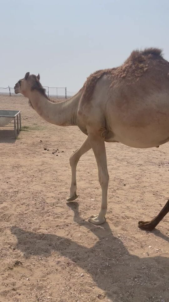 جذعه لقحه 