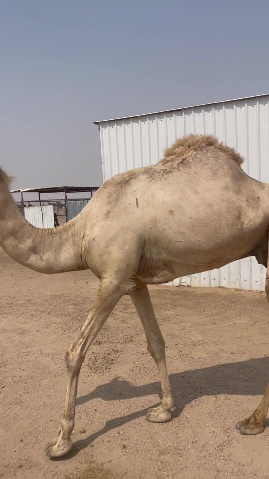 سودانيه جاهزه للمناخ