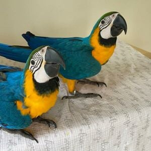 Blue and Gold Macaw Parrot