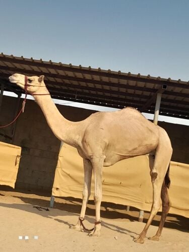 ناقة