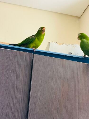 White-Eyed Conure Pair