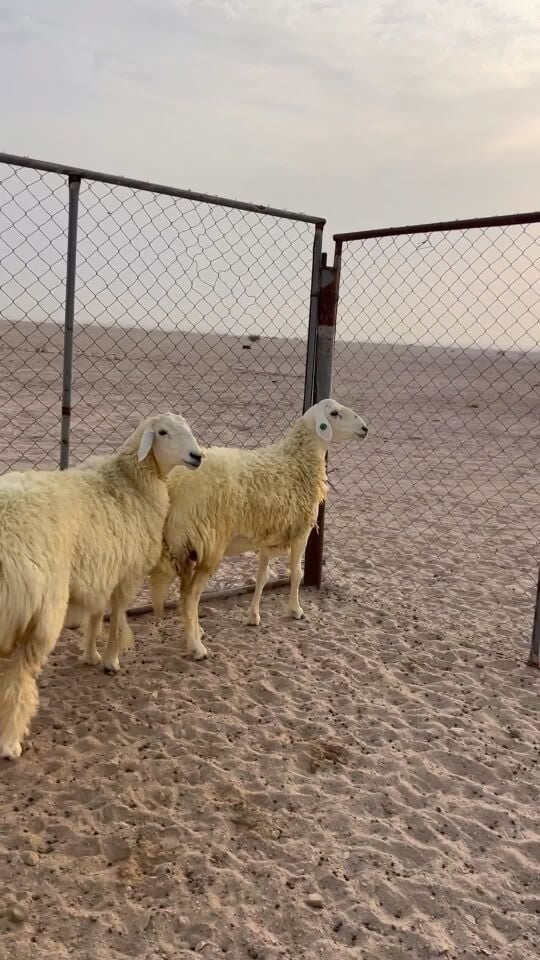 شوهات حبص طيبه شبب