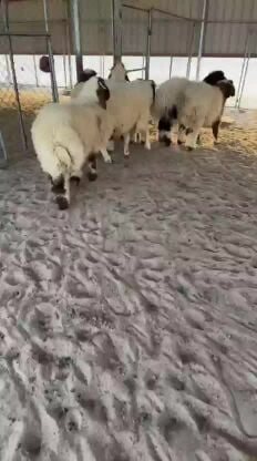 هرافى طيبه انتاج عزبة بر
