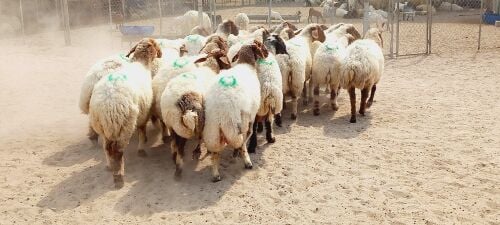 للبيع شويهات سوريه دفيع شرط طيبه