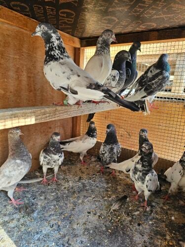 Pakistani High fly pigeons