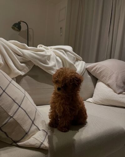 Poodle Puppy
