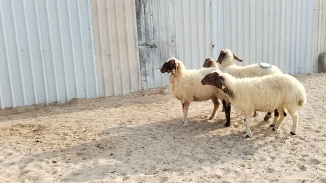 شويهات دفيع شرط طيبه