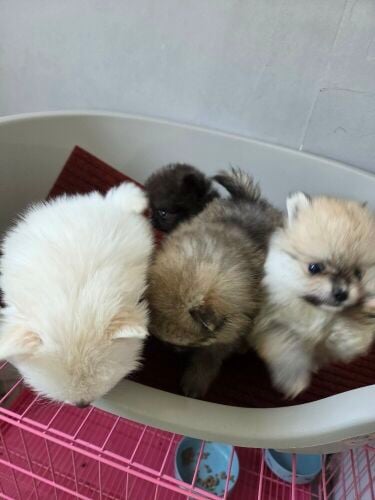 Teacup Pomeranians