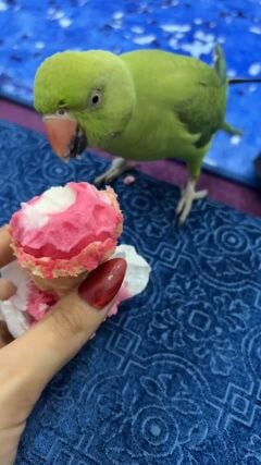 Green Parrot For sale