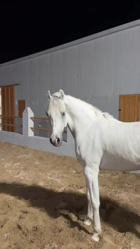 للبيع خيل عربي مصري 