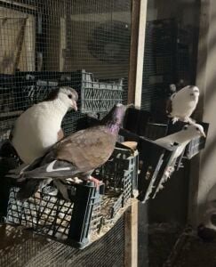 Healthy Pigeons for Sale