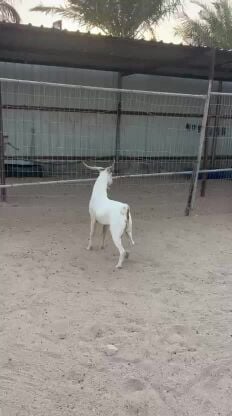تيس عماني بيور فحل 