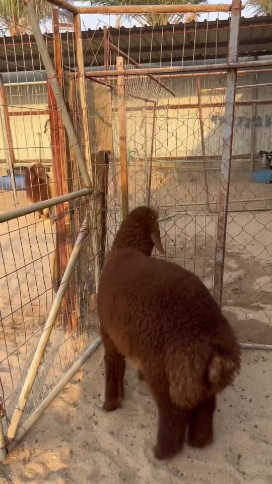طلي عربي سمين فل