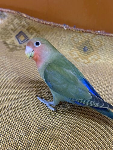 للبيع روز