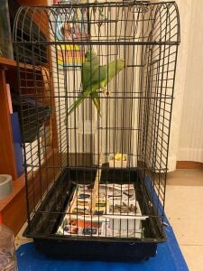 Parrots Male and Female