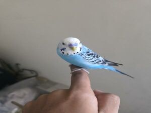 Hand tamed Love birds and FREE CAGE