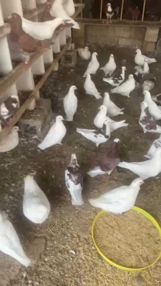 للبيع لاحم شركه 