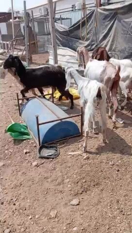 معزا مشاريك طيبه تأكل وتشرب فل