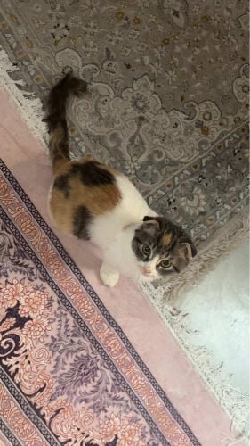 قطه انثى صغيره