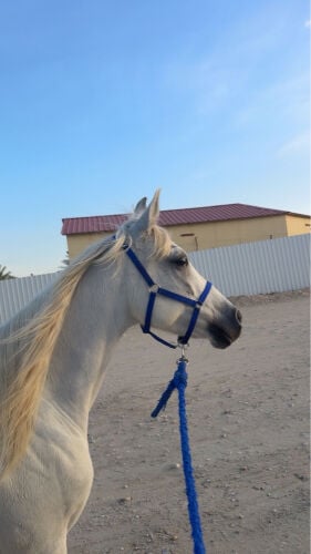 فرس عربيه