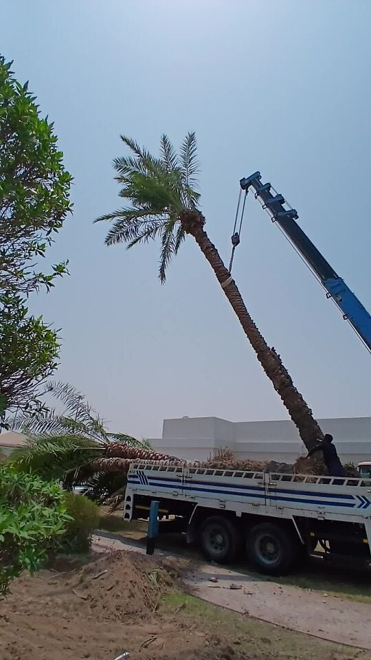 لا بيع ولا شراء فقط نقل وزراعة أش