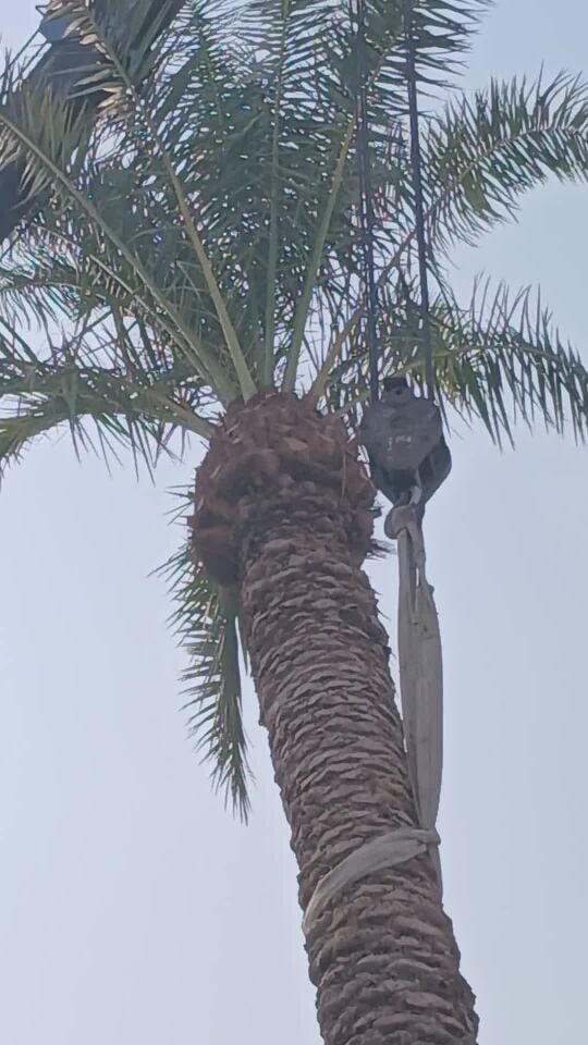 إقتلاع ونقل وزراعة