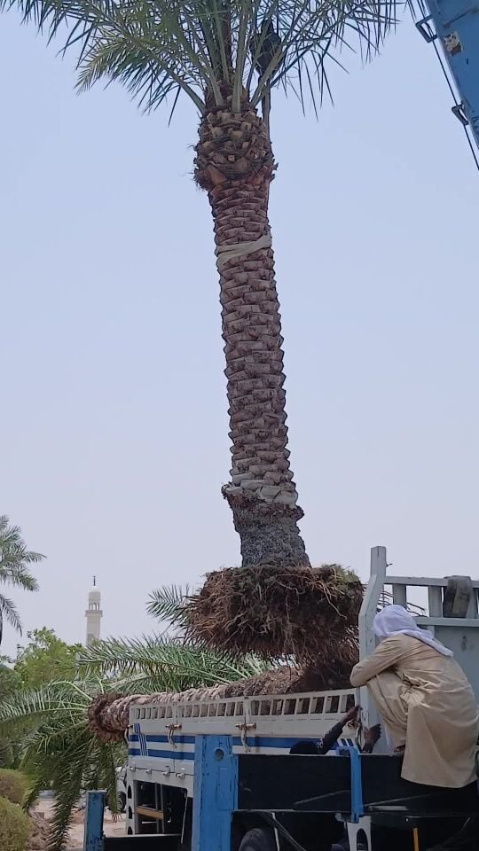 النقل والاقتلاع والزراعة