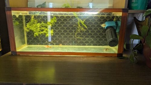 fish tank for sale