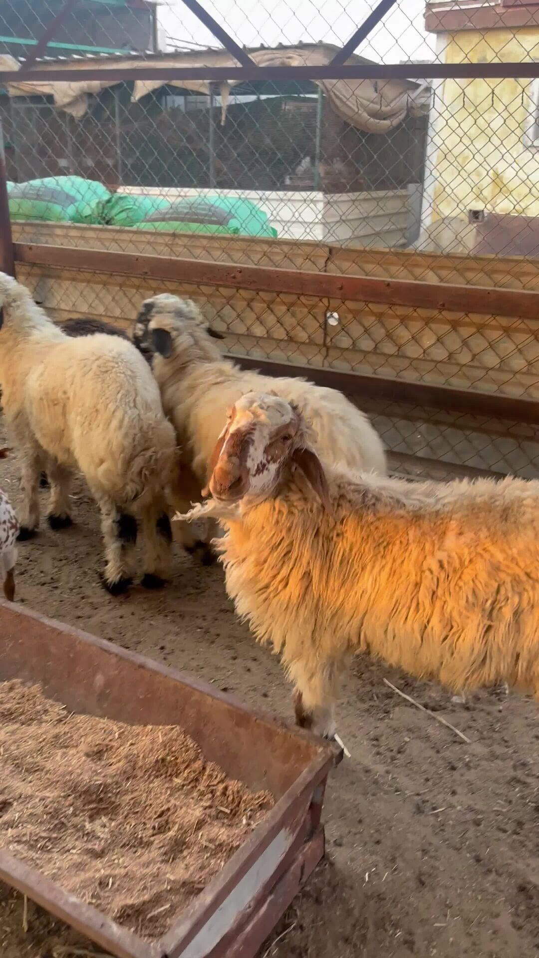 ذباح خرفان 