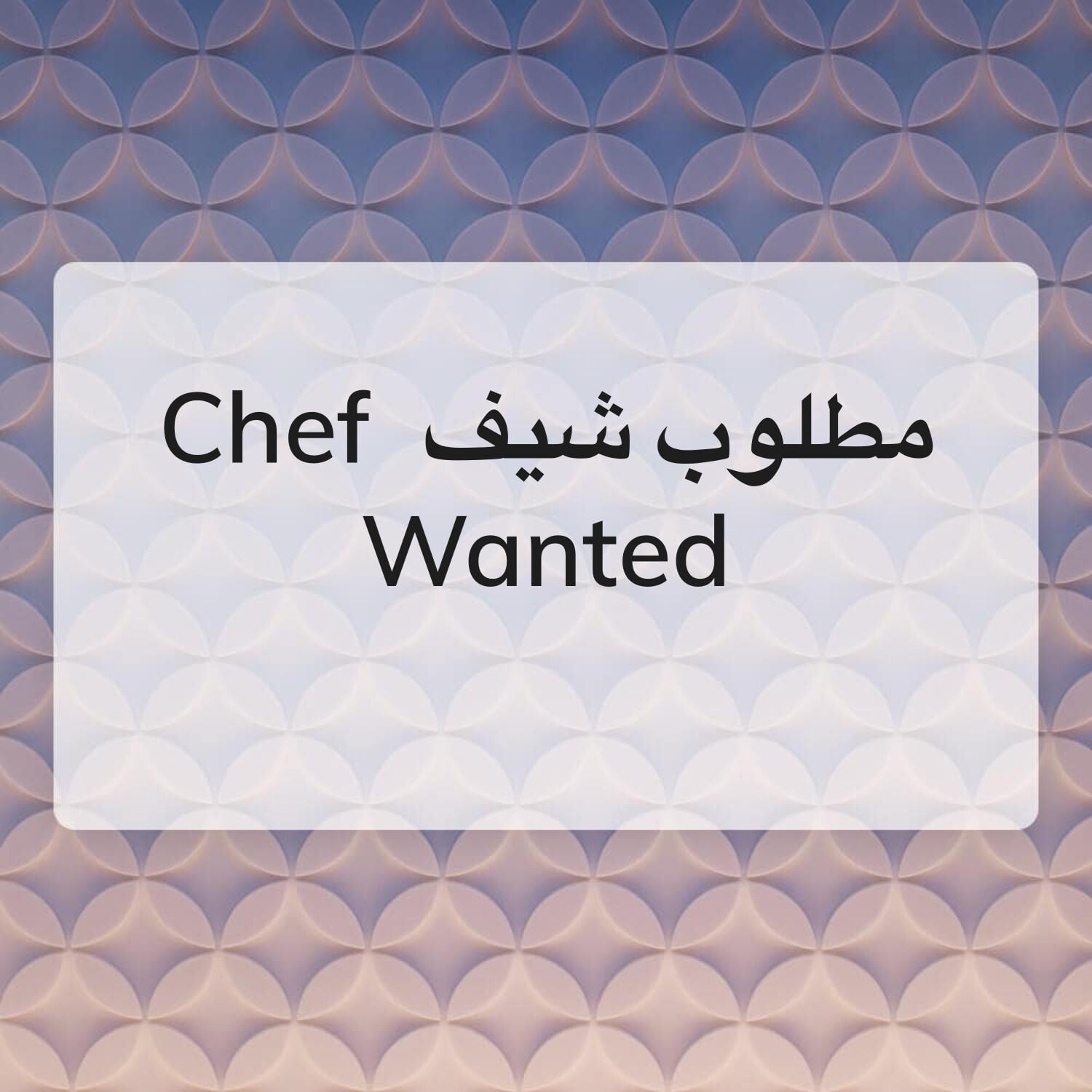 مطلوب شيف 