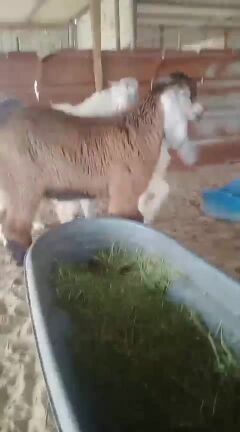 تيوس