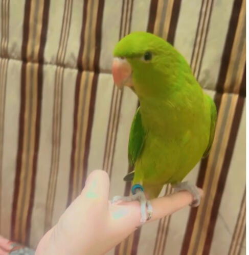 green ring parrot 