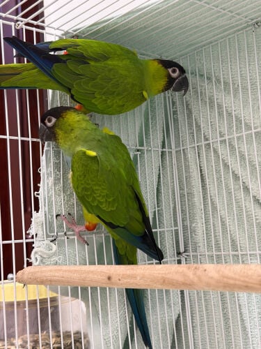pair of black-headed conures