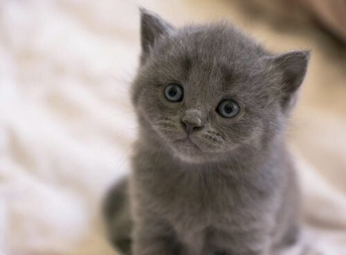 Scottish fold