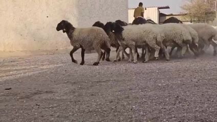 رخال سوريه تنايا دبس