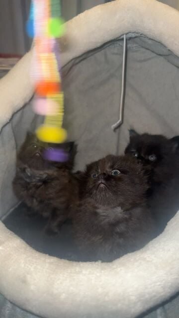 cat for salleng with mother