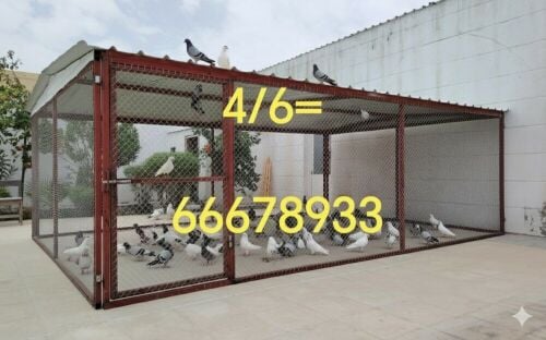 6/4=قفص