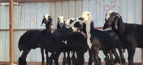 دعاويات رخال طيبه