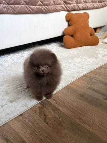 Pomeranian Puppy