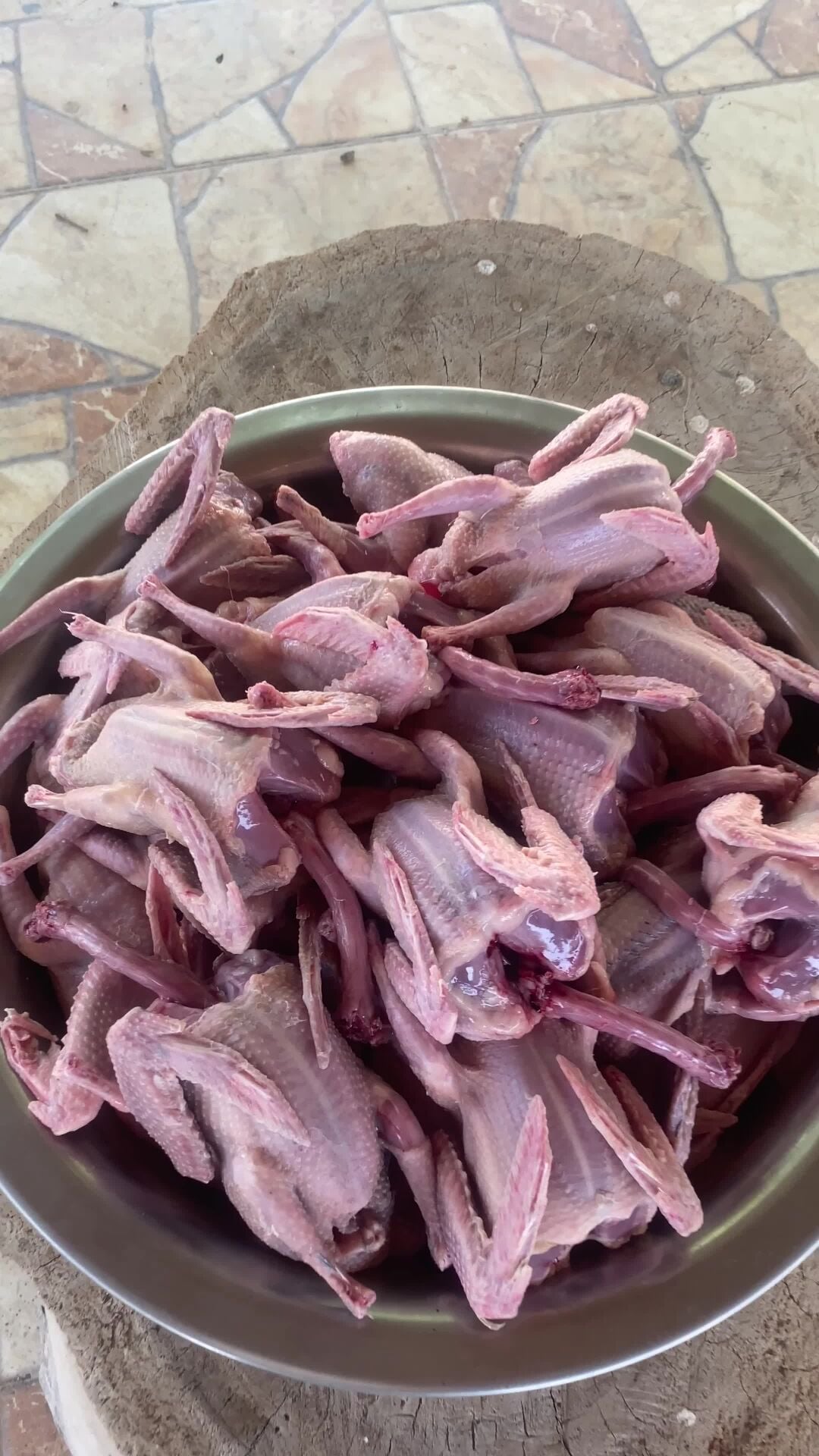 فراخ الحمام الزاجل