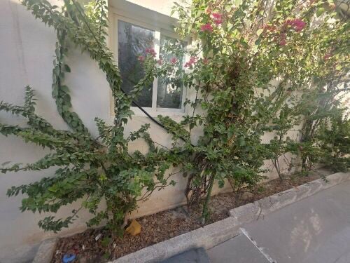 ابوسدرة المره الغربيه