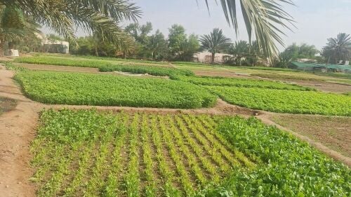 للبيع مزرعة صغيره بالعطورية